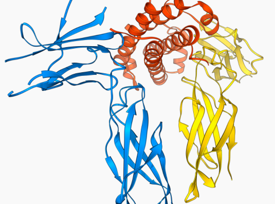 molecular structure of human growth hormone (HGH)