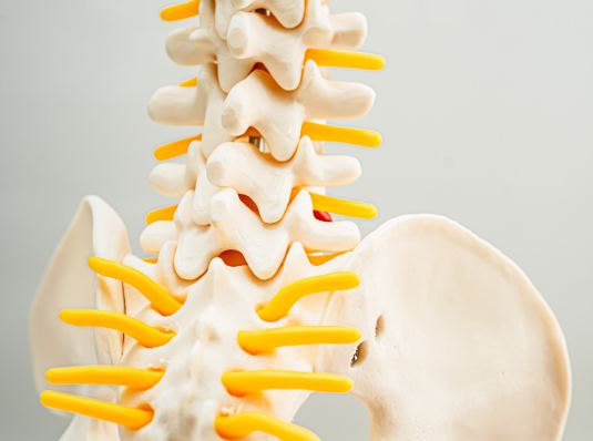 diagram of human spine and pelvis